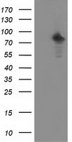 PRKCE / PKC-Epsilon Antibody - HEK293T cells were transfected with the pCMV6-ENTRY control (Left lane) or pCMV6-ENTRY PRKCE (Right lane) cDNA for 48 hrs and lysed. Equivalent amounts of cell lysates (5 ug per lane) were separated by SDS-PAGE and immunoblotted with anti-PRKCE.