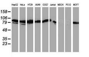 PRKCE / PKC-Epsilon Antibody - Western blot of extracts (35ug) from 9 different cell lines by using anti-PRKCE monoclonal antibody (HepG2: human; HeLa: human; SVT2: mouse; A549: human; COS7: monkey; Jurkat: human; MDCK: canine; PC12: rat; MCF7: human).