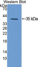 PRKCG / PKC-Gamma Antibody