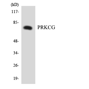 PRKCG / PKC-Gamma Antibody - Western blot analysis of the lysates from RAW264.7cells using PRKCG antibody.