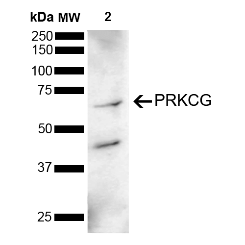 PRKCG / PKC-Gamma Antibody - Western blot analysis of Mouse Brain showing detection of 78 kDa PRKCG protein using Rabbit Anti-PRKCG Polyclonal Antibody. Lane 1: Molecular Weight Ladder (MW). Lane 2: Mouse Brain. Load: 15 µg. Block: 5% Skim Milk powder in TBST. Primary Antibody: Rabbit Anti-PRKCG Polyclonal Antibody  at 1:1000 for 2 hours at RT with shaking. Secondary Antibody: Goat Anti-Rabbit IgG: HRP at 1:5000 for 1 hour at RT. Color Development: ECL solution for 5 min at RT. Predicted/Observed Size: 78 kDa. Other Band(s): 62 kDa, 40 kDa.