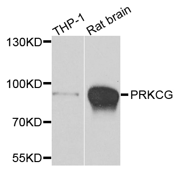 PRKCG / PKC-Gamma Antibody - Western blot analysis of extracts of various cells.