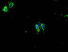 PRKCG / PKC-Gamma Antibody - Immunofluorescent analysis of Hela cells using PRKCG Antibody at a dilution of 1:100 and Alexa Fluor 488-congugated AffiniPure Goat Anti-Rabbit IgG(H+L)