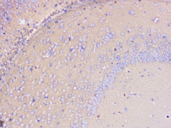 PRKCG / PKC-Gamma Antibody - IHC staining of FFPE mouse brain with PKC gamma antibody at 1ug/ml. HIER: boil tissue sections in pH6, 10mM citrate buffer, for 10-20 min followed by cooling at RT for 20 min.