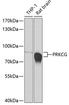PRKCG / PKC-Gamma Antibody - Western blot analysis of extracts of various cell lines using PRKCG Polyclonal Antibody at dilution of 1:500.