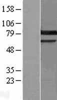 PRKCG / PKC-Gamma Protein - Western validation with an anti-DDK antibody * L: Control HEK293 lysate R: Over-expression lysate