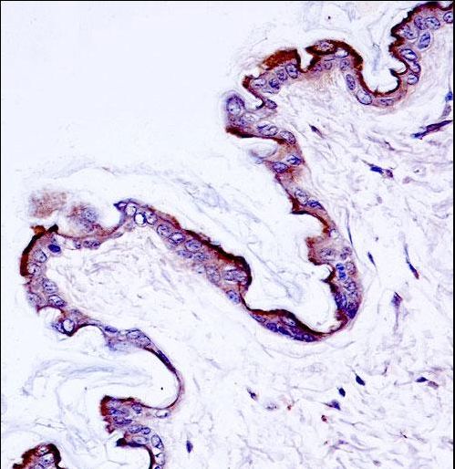 PRKCH / PKC-Eta Antibody - Mouse Prkch Antibody immunohistochemistry of formalin-fixed and paraffin-embedded mouse skin tissue followed by peroxidase-conjugated secondary antibody and DAB staining.