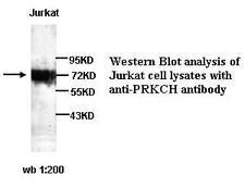 PRKCH / PKC-Eta Antibody
