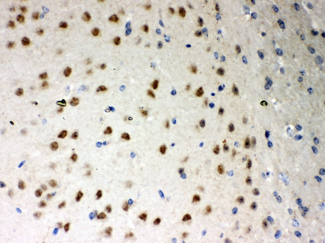 PRKCI / PKC Iota Antibody - PKC iota antibody IHC-paraffin: Mouse Brain Tissue.