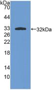 PRKCI / PKC Iota Antibody