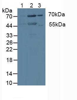 PRKCI / PKC Iota Antibody