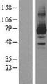 PRKCI / PKC Iota Protein - Western validation with an anti-DDK antibody * L: Control HEK293 lysate R: Over-expression lysate