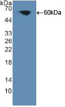 PRKCQ / PKC-Theta Antibody - Western Blot; Sample: Recombinant PKCq, Human.