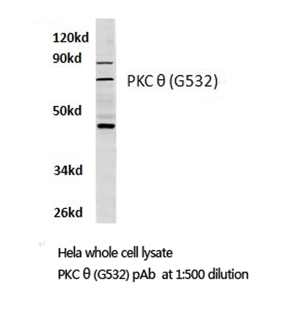 PRKCQ / PKC-Theta Antibody - Western blot of PKC (G532) pAb in extracts from HeLa cells.