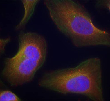 PRKCQ / PKC-Theta Antibody - Immunofluorescence staining of methanol-fixed Hela cells.