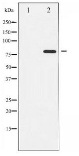 PRKCQ / PKC-Theta Antibody - Western blot of PKC theta phosphorylation expression in PMA treated Jurkat whole cell lysates,The lane on the left is treated with the antigen-specific peptide.