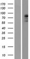 PRKCQ / PKC-Theta Protein - Western validation with an anti-DDK antibody * L: Control HEK293 lysate R: Over-expression lysate