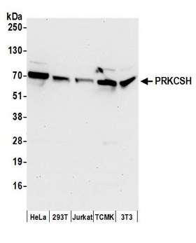 PRKCSH Antibody - Detection of human and mouse PRKCSH by western blot. Samples: Whole cell lysate (50 µg) from HeLa, HEK293T, Jurkat, mouse TCMK-1, and mouse NIH 3T3 cells prepared using NETN lysis buffer. Antibodies: Affinity purified rabbit anti-PRKCSH antibody used for WB at 0.1 µg/ml. Detection: Chemiluminescence with an exposure time of 30 seconds.