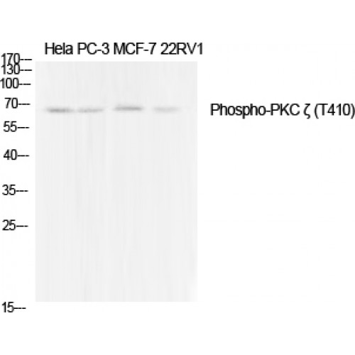 PRKCZ / PKC-Zeta Antibody - Western blot of Phospho-PKC zeta (T410) antibody