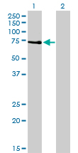 PRKCZ / PKC-Zeta Antibody - Western Blot analysis of PRKCZ expression in transfected 293T cell line by PRKCZ monoclonal antibody (M01), clone 2D1.Lane 1: PRKCZ transfected lysate(67.7 KDa).Lane 2: Non-transfected lysate.