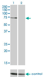 PRKCZ / PKC-Zeta Antibody - Western blot analysis of PRKCZ over-expressed 293 cell line, cotransfected with PRKCZ Validated Chimera RNAi (Lane 2) or non-transfected control (Lane 1). Blot probed with PRKCZ monoclonal antibody (M01) clone 2D1 . GAPDH ( 36.1 kDa ) used as specificity and loading control.