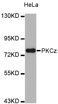 PRKCZ / PKC-Zeta Antibody - Western blot analysis of extracts of HeLa cells.