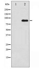 PRKCZ / PKC-Zeta Antibody - Western blot of PKC zeta expression in PMA treated COS7 whole cell lysates,The lane on the left is treated with the antigen-specific peptide.