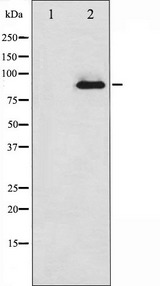PRKCZ / PKC-Zeta Antibody - Western blot analysis of PKC zeta expression in PMA treated COS7 whole cells lysates. The lane on the left is treated with the antigen-specific peptide.