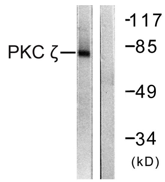 PRKCZ / PKC-Zeta Antibody - Western blot analysis of extracts from COS7 cells, treated with PMA (125ng/ml, 30mins), using PKC ? (Ab-560) antibody.