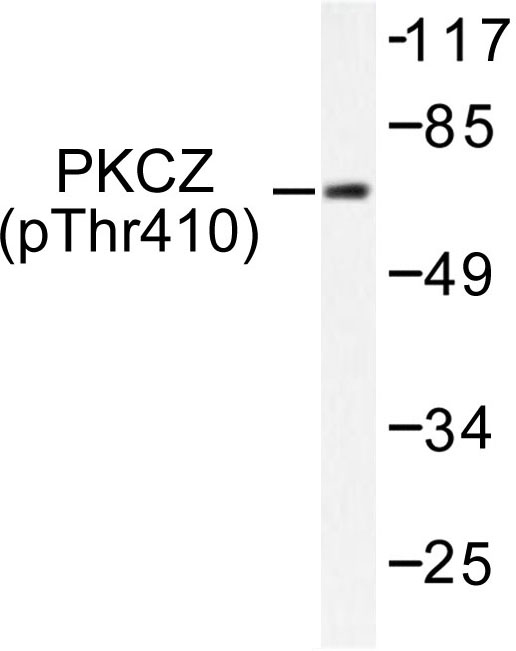 PRKCZ / PKC-Zeta Antibody - Western blot of p-PKC (T410) pAb in extracts from NIH/3T3 cells.