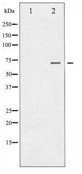 PRKCZ / PKC-Zeta Antibody - Western blot of PKC zeta phosphorylation expression in PMA treated NIH-3T3 whole cell lysates,The lane on the left is treated with the antigen-specific peptide.