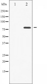 PRKCZ / PKC-Zeta Antibody - Western blot analysis of PKC zeta phosphorylation expression in PMA treated COS7 whole cells lysates. The lane on the left is treated with the antigen-specific peptide.