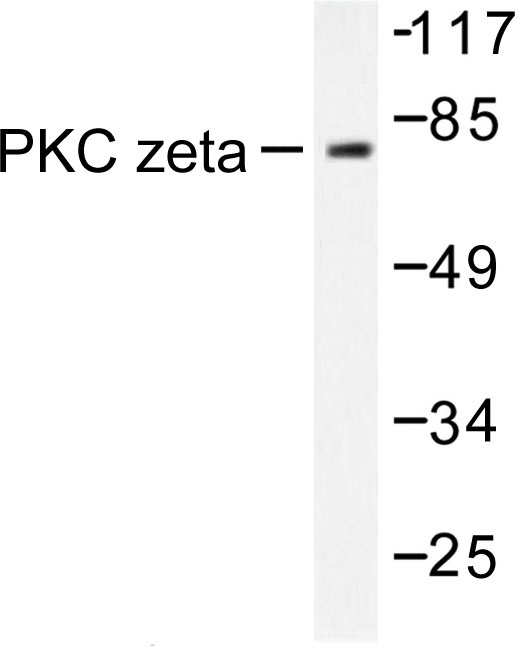 PRKCZ / PKC-Zeta Antibody - Western blot of PKC (P556) pAb in extracts from COS7 cells treated with PMA 125ng/ml 30'.
