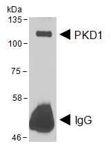 PRKD1 / PKC Mu Antibody - HEK293 lysate overexpressing Human DYKDDDDK-tagged PKD1 was used to immunoprecipitate PKD1 with 2ug antibody. The precipitate was subsequently probed in Western blot using antibody at 1ug/ml. The secondary anti-goat picks up the heavy chain of antibody used