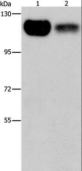 PRKD1 / PKC Mu Antibody - Western blot analysis of 293T and NIH/3T3 cell, using PRKD1 Polyclonal Antibody at dilution of 1:550.