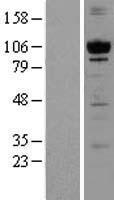 PRKD1 / PKC Mu Protein - Western validation with an anti-DDK antibody * L: Control HEK293 lysate R: Over-expression lysate