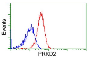 PRKD2 / PKD2 Antibody - Flow cytometry of HeLa cells, using anti-PRKD2 antibody, (Red), compared to a nonspecific negative control antibody, (Blue).