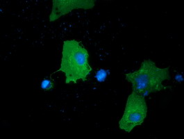 PRKD2 / PKD2 Antibody - Anti-PRKD2 mouse monoclonal antibody  immunofluorescent staining of COS7 cells transiently transfected by pCMV6-ENTRY PRKD2.