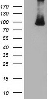 PRKD2 / PKD2 Antibody - HEK293T cells were transfected with the pCMV6-ENTRY control (Left lane) or pCMV6-ENTRY PRKD2 (Right lane) cDNA for 48 hrs and lysed. Equivalent amounts of cell lysates (5 ug per lane) were separated by SDS-PAGE and immunoblotted with anti-PRKD2.