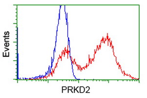 PRKD2 / PKD2 Antibody - HEK293T cells transfected with either overexpress plasmid (Red) or empty vector control plasmid (Blue) were immunostained by anti-PRKD2 antibody, and then analyzed by flow cytometry.