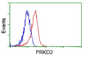 PRKD2 / PKD2 Antibody - Flow cytometry of HeLa cells, using anti-PRKD2 antibody, (Red), compared to a nonspecific negative control antibody, (Blue).