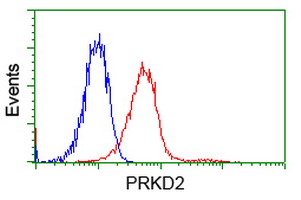 PRKD2 / PKD2 Antibody - Flow cytometry of Jurkat cells, using anti-PRKD2 antibody, (Red), compared to a nonspecific negative control antibody, (Blue).