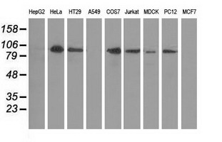 PRKD2 / PKD2 Antibody - Western blot analysis of extracts (35ug) from 9 different cell lines by using anti-PRKD2 monoclonal antibody.