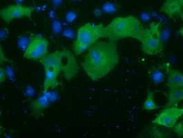 PRKD2 / PKD2 Antibody - Anti-PRKD2 mouse monoclonal antibody  immunofluorescent staining of COS7 cells transiently transfected by pCMV6-ENTRY PRKD2.