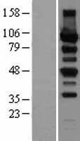 PRKD2 / PKD2 Protein - Western validation with an anti-DDK antibody * L: Control HEK293 lysate R: Over-expression lysate