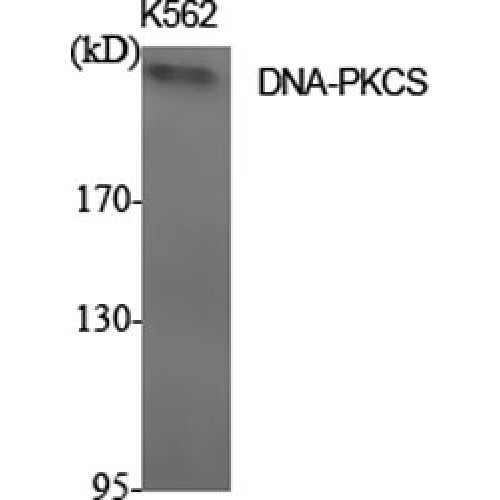 PRKDC / DNA-PKcs Antibody - Western blot of DNA-PKCS antibody