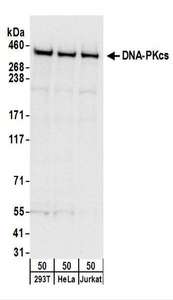 PRKDC / DNA-PKcs Antibody - Detection of Human DNA-PKcs by Western Blot. Samples: Whole cell lysate (50 ug) from 293T, HeLa, and Jurkat cells. Antibodies: Affinity purified goat anti-DNA-PKcs antibody used for WB at 0.1 ug/ml. Detection: Chemiluminescence with an exposure time of 10 seconds.