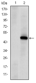 PRKDC / DNA-PKcs Antibody - Western blot using PRKDC monoclonal antibody against HEK293 (1) and PRKDC(AA: 2638-2971)-hIgGFc transfected HEK293 (2) cell lysate.