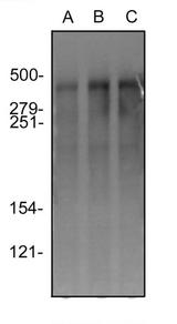 PRKDC / DNA-PKcs Antibody - Western Blot: DNA PKcs Antibody (3H6) - Western blot image of DNA PKcs. HeLa (lane A), MCF7 (lane B) and HEK293 (lane C) whole cell protein was separated by SDS-PAGE on 6% gel, transferred to PVDF and probed with antibody. A single band of DNA PKcs reactivity at approximately 460 kDa was detected in all lysates.