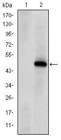 PRKDC / DNA-PKcs Antibody - Western Blot: DNA PKcs Antibody (3H6) - Western blot analysis using DNA PKcs mAb against HEK293 (1) and DNA PKcs(aa2638-2971)-hIgGFc transfected HEK293 (2) cell lysate.